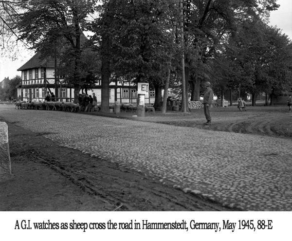 A GI watches as sheep cross the road in Hammenstedt, Germany, May 1945, 88-E